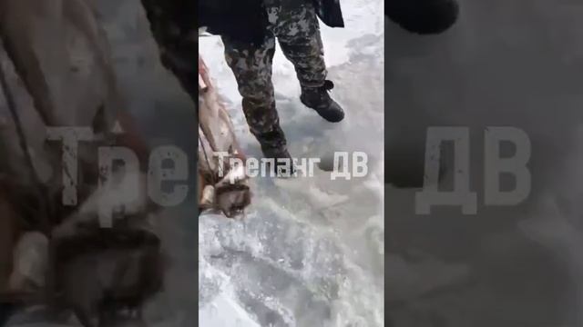 Раскрыта тайна массового выхода рыбаков на лёд Амурского залива