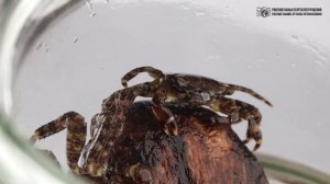 Крабы курортов Чёрного моря. Большой Сочи. Мраморный, иберийский. Крабовое ущелье. // Clever Cricke