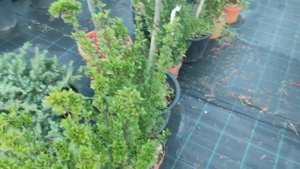 фотинии Фразера Литл Ред Робин это вечнозелёный декоративный растение.