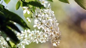 Есенин Сергей.  Сыплет черемуха снегом