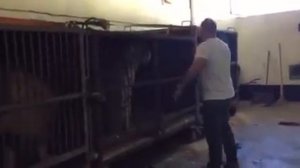 Хамада Кута встретился со львами