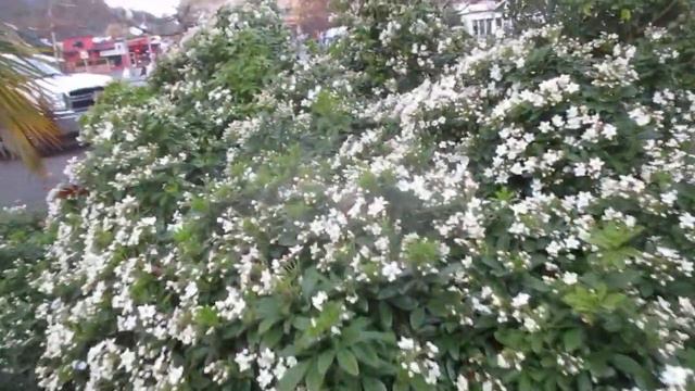 Fragrant Mexican Orange a  Autumn flowering shrub смотреть онлайн