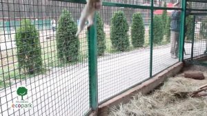 Макак магот