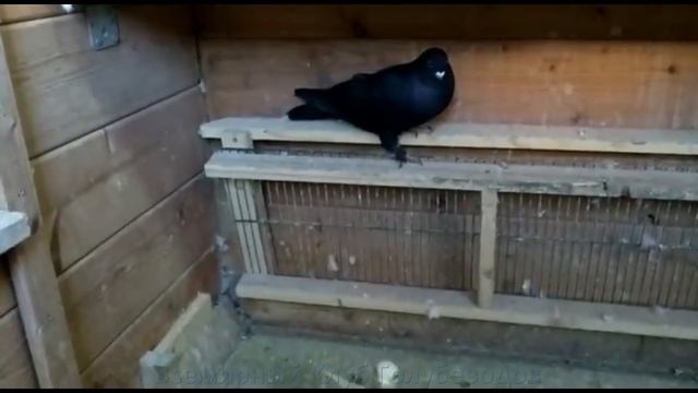 Голуби Германии - Новая Голубятня l Небо забирает самых лучших Голубеи смотреть онлайн