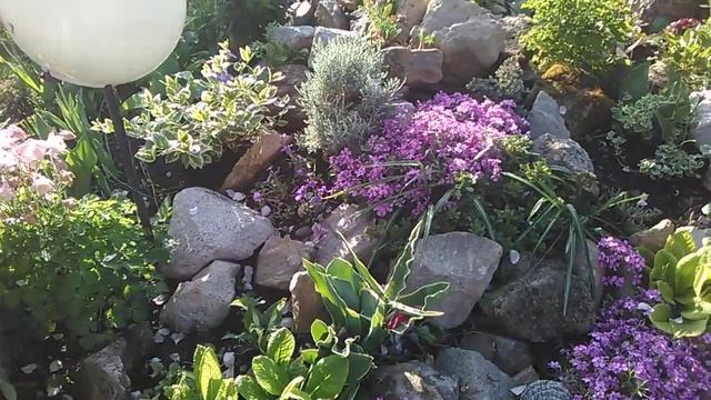 Розы?- слепые побеги, что делать??;Альпийская горка- как и что посадить???⚘ смотреть онлайн