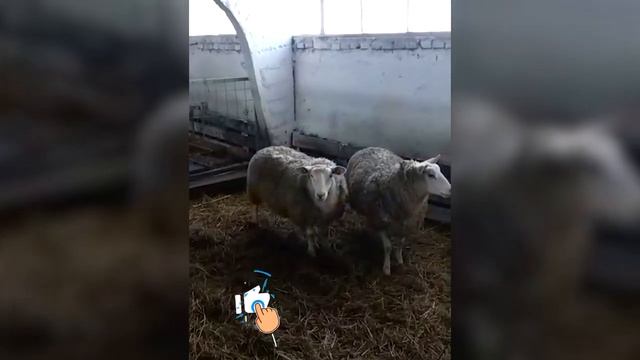 Отзыв о компании Эльстадо! Продажа животных из Европы! Где купить племенных овец и баранов! смотреть онлайн