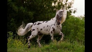 Аппалуза лошади индейцев.