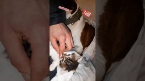 kim kime saldirdi ?? pitbull ve kedi !! amstaff pitbull bully dogo dunyasi turkiye ...