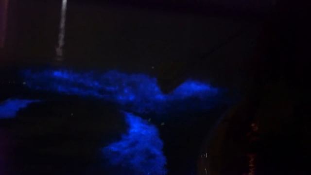 THE GLOWING BIO BAY IN VIEQUES PUERTO RICO смотреть онлайн