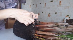 Уцененная пальма. Что делать. Совет первый.