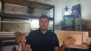 Содержание змей дома )))