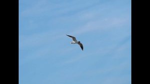 Фотоохота на Olympus OM-D E-M10 Mark II