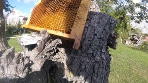 ОЧЕНЬ ПРОСТОЙ СПОСОБ БОРЬБЫ С ВОСКОВОЙ МОЛЬЮ.