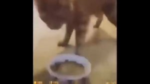 cat with half life sfx compilation