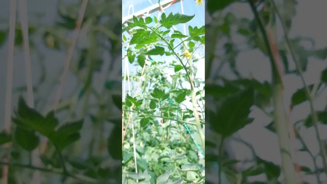 Томаты радуют? Частично. смотреть онлайн