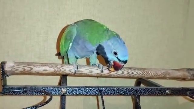 китайский кольчатый попугай#Коннер# смотреть онлайн