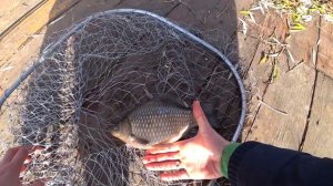 РЫБАЛКА на КАРАСЯ! Настоящие речные МОНСТРЫ, ловля крупного карася поздней осенью