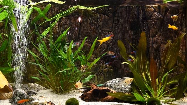 Расслабляющие звуки аквариума ~ БЕЗ МУЗЫКИ --- Relaxing Aquarium Fish Tank Sounds ~ NO MUSIC смотреть онлайн