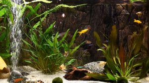 Расслабляющие звуки аквариума ~ БЕЗ МУЗЫКИ --- Relaxing Aquarium Fish Tank Sounds ~ NO MUSIC