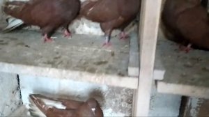 Голуби Николаевские Красные Голуба.