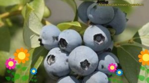 Голубика высокорослая Мидер. Краткий обзор, описание характеристик vaccinium corymbosum Meader