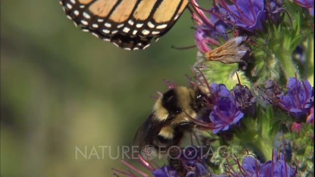 Monarch Butterfly And Bee On Purple Flowers смотреть онлайн
