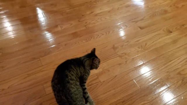 Cat paw stuck on tail смотреть онлайн