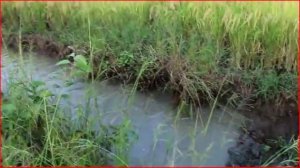 Красивые девушки ловят рыб в Камбодже - Как ловить рыб в Баттамбанге? (Часть 22)