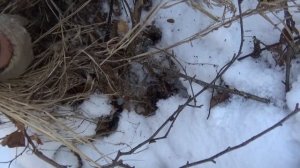 Копаю золото зимой!!!