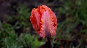 Тюльпан Iren Parrot Ирен Пэррот