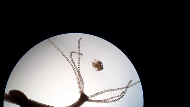 Hydra oligactis - nezmar hnědý смотреть онлайн