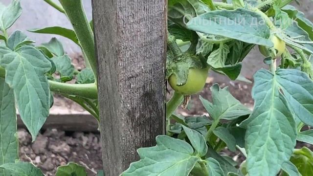 СРОЧНО ДАЙТЕ это в Июне ТОМАТАМ! Не пропустите и получите БОГАТЫЙ УРОЖАЙ!