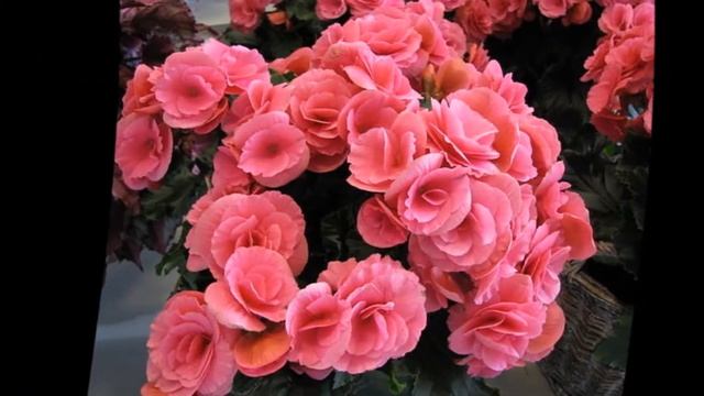 Как поливать бегонию.Как часто поливать бегонию смотреть онлайн