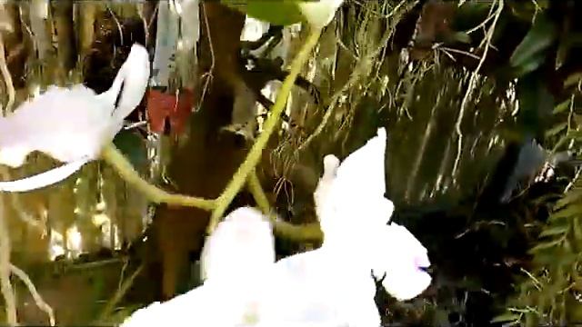 Cattleya walkeriana Var Semi Alba "Kenny" AM / AOS, fragrant species orchid, on the wood смотреть онлайн