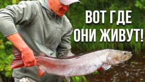 МЫ ИХ НАШЛИ! ДИКИЕ ТАЙМЕНИ ГОРНОГО ОЗЕРА! Видео о трофейной рыбалке в Республике Тыва