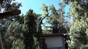 Почему сохнет дерево