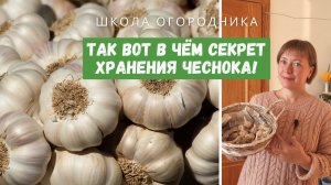 ПОЧЕМУ ЧЕСНОК НЕ ХРАНИТСЯ? Как хранить чеснок больше года в свежем виде