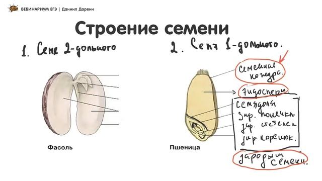 Строение семени.