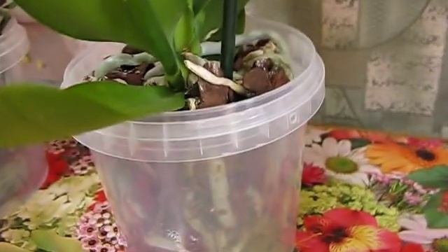 Элементарные знания по уходу за фаленопсисами-для новичков.