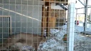 Зоопарк дикие звери,Челябинск
