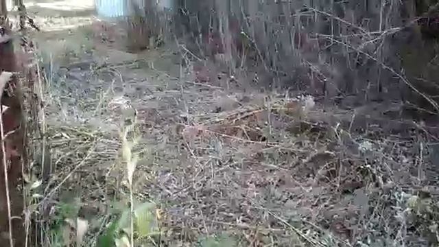 Освоение нового участка. Избавляемся от порослей золотарника и ивняка. Начало. (1)