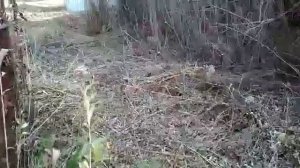 Освоение нового участка. Избавляемся от порослей золотарника и ивняка. Начало. (1)