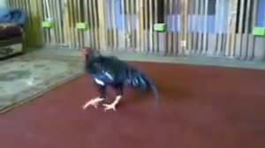 Бойцовые петухи