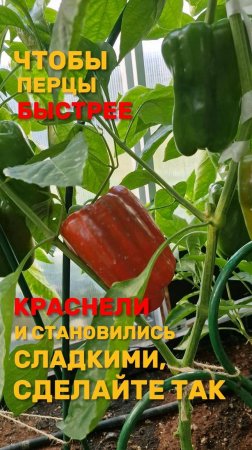 Чтобы краснели перцы