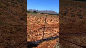 Growing Lavender with Floral Treasure