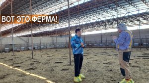 Суперферма для овец в хозяйстве Куаныша Мыктыбаева на 5000 овец маточного поголовья