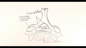 ШЕСТОЙ ШЕЙНЫЙ ПОЗВОНОК  АНАТОМИЯ - الفقره العنقية السادسة