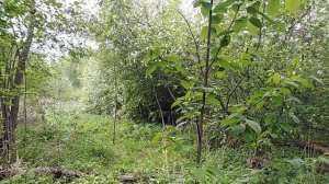 Восточный соловей, попытка ловли 2.