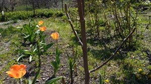 ВЫРАЩИВАНИЕ МАГНОЛИЙ В СРЕДНЕЙ ПОЛОСЕ РОССИИ.  САМЫЕ СТОЙКИЕ, САМЫЕ ВЫНОСЛИВЫЕ СОРТА.