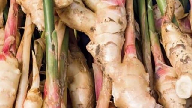Лечебный корень имбиря. ИМБИРЬ – польза и вред для организма.